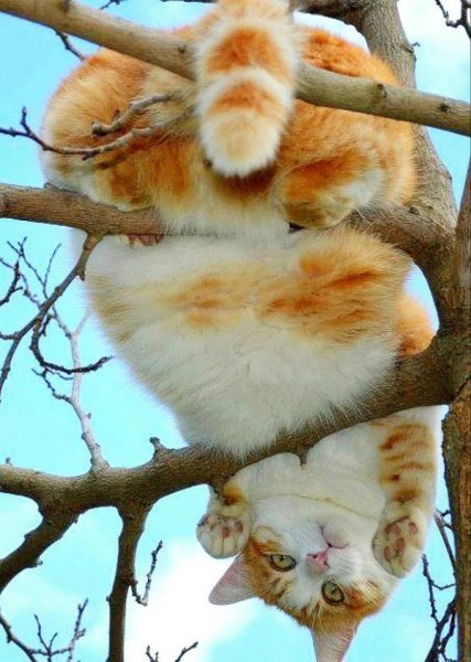 Весенние коты