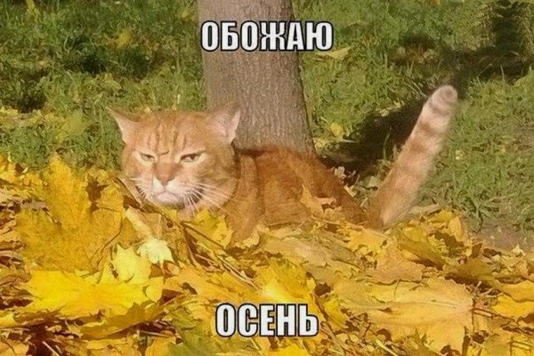 Про осень прикольные