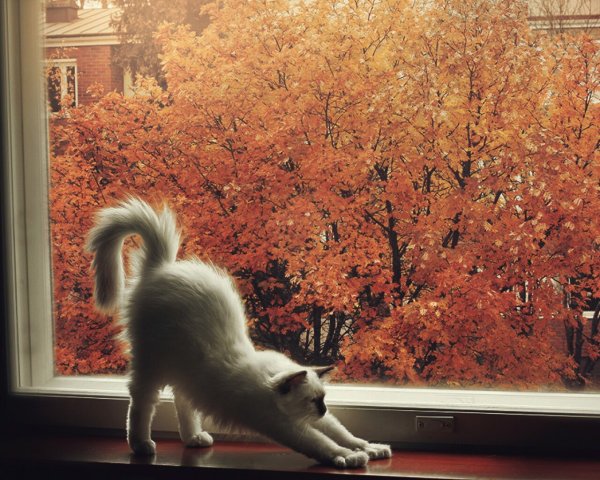 Кошка осень утро