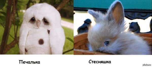 Так выглядит печалька