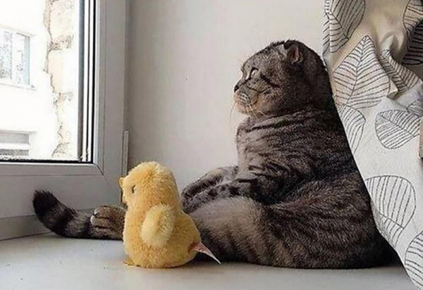 Коты в ожидании