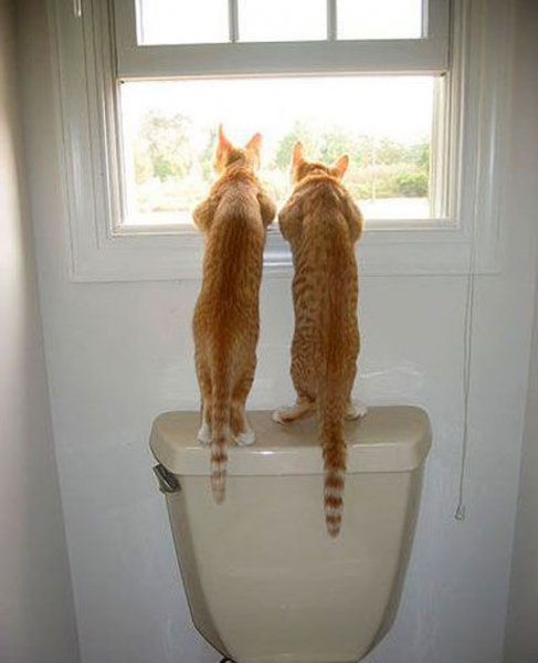 Коты ждут