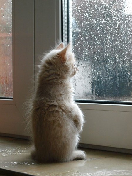 Котенок ждет