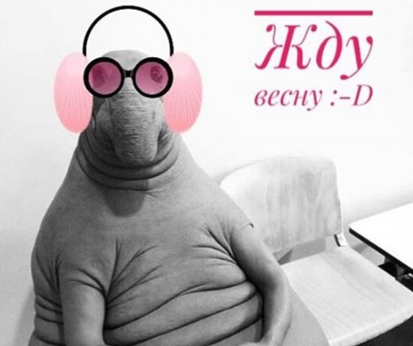 Ждун блондин
