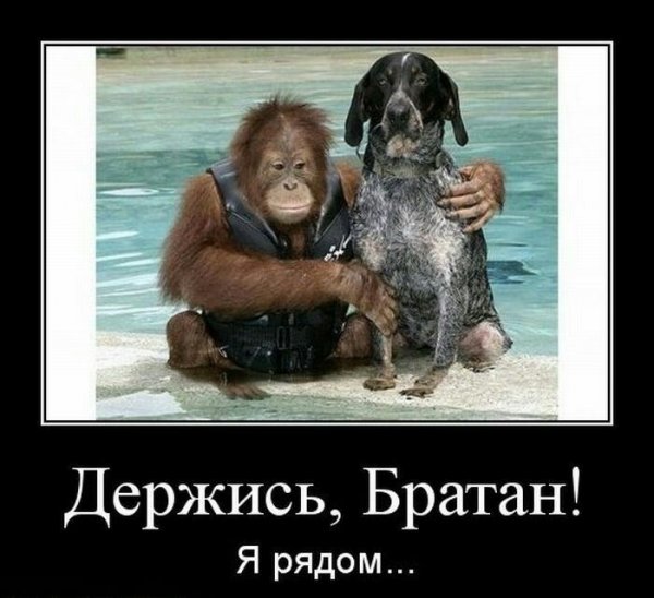 Держись дружище