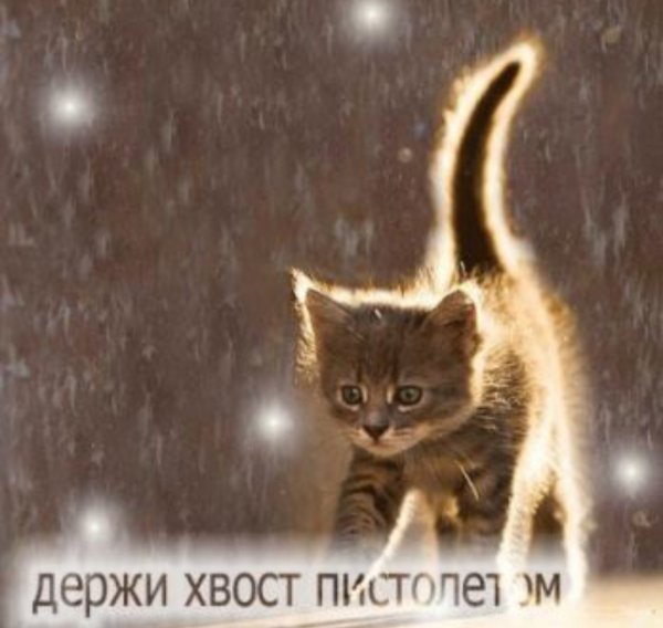 Открытка держи хвост пистолетом