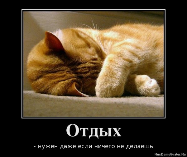 Кот прячет нос
