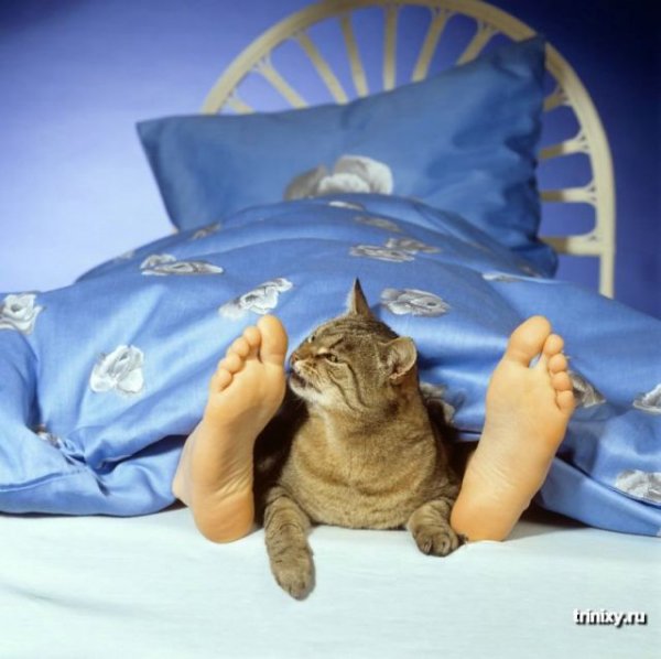 Доброе утро котики смешные