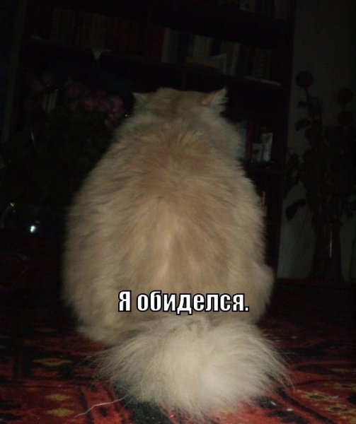 Я обиделся кот
