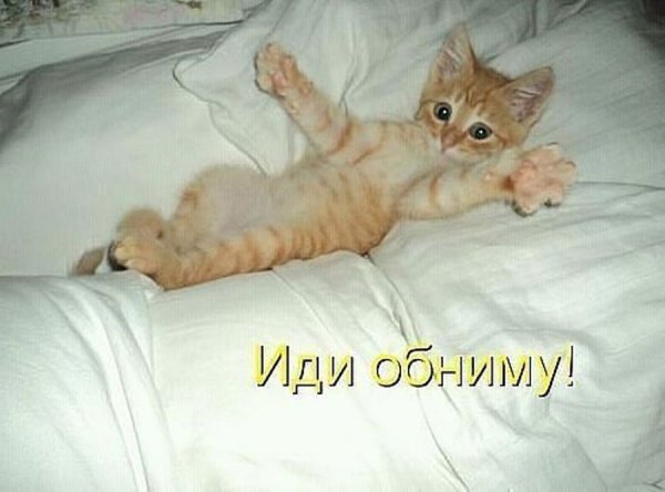 Иди обниму котик