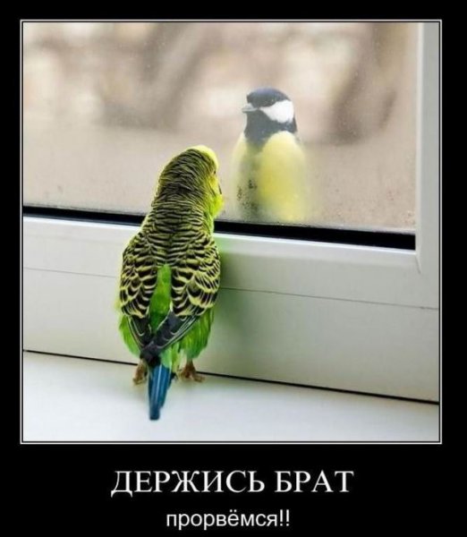 Попугай демотиватор