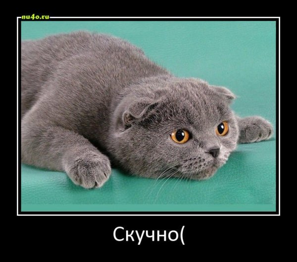Барсик вислоухий британец