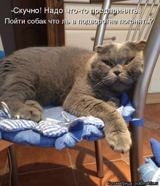 Смешной кот в конце рабочего дня