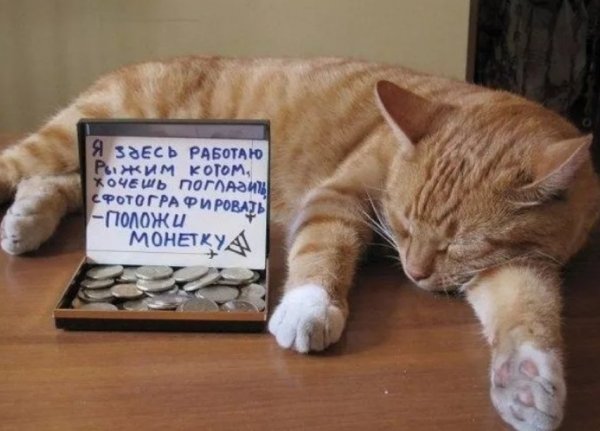 Робот кот
