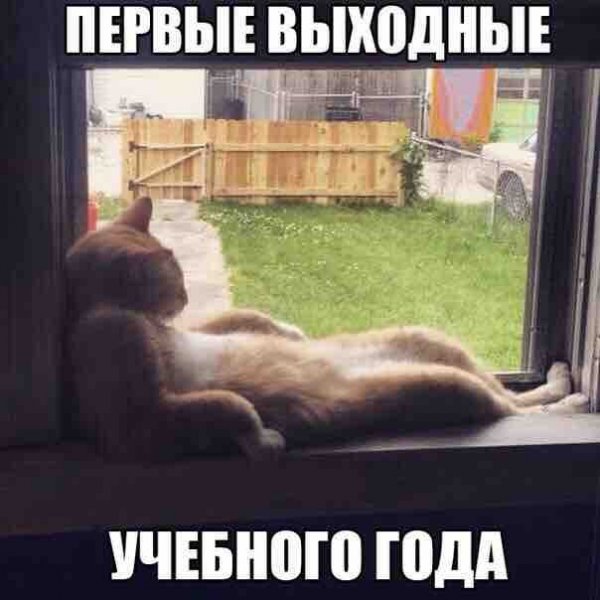 Скучаю смешные картинки