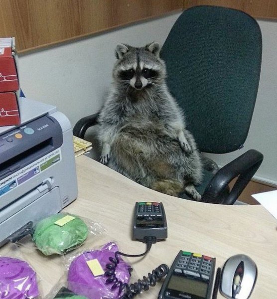 Енотик на работе