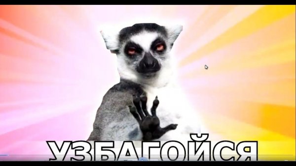 Лемур успокойся