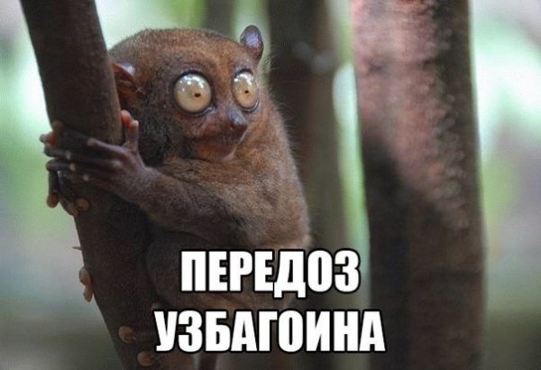 Смешные картинки узбагойся