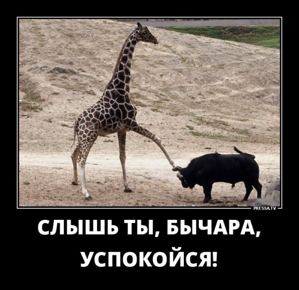 Слышь ты бычара успокойся