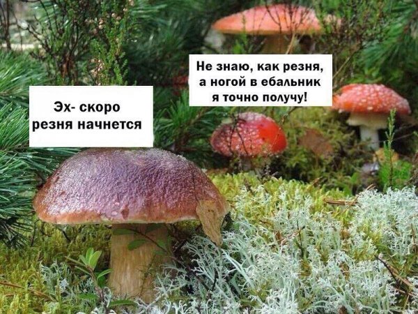 Грибы прикол