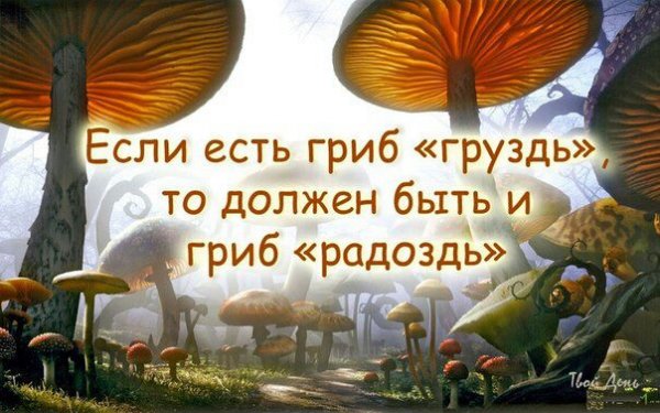 Грибы прикол