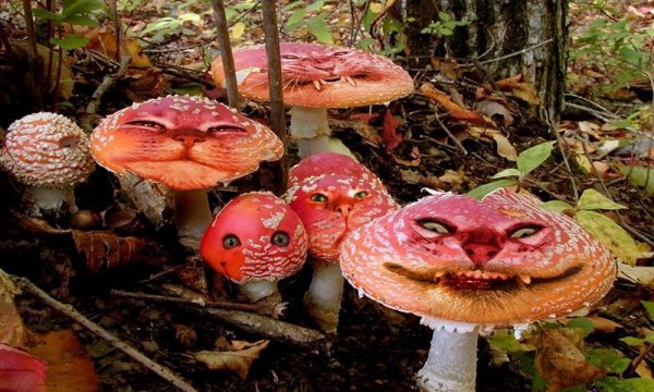 Ядовитые грибы