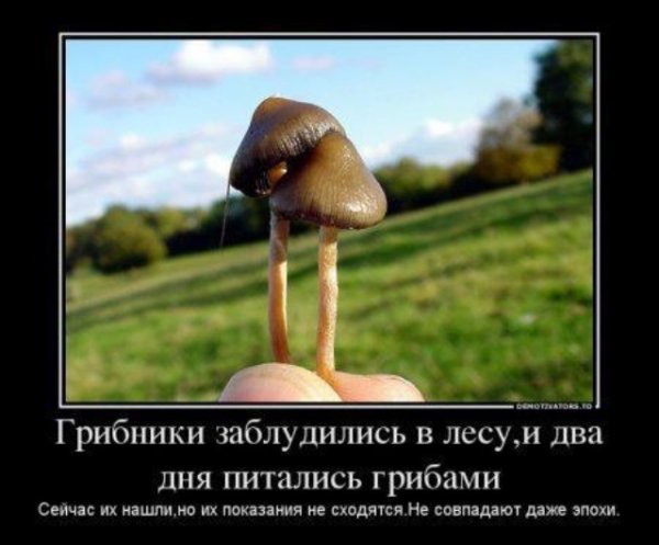 Грибы прикол