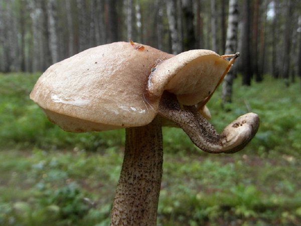 Грибы смешно