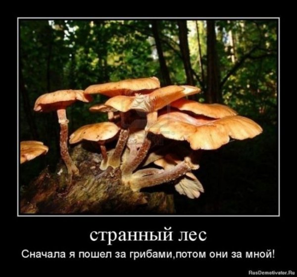 За грибами надпись