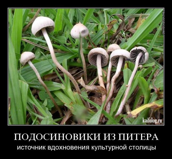 Грибы в Чернобыле