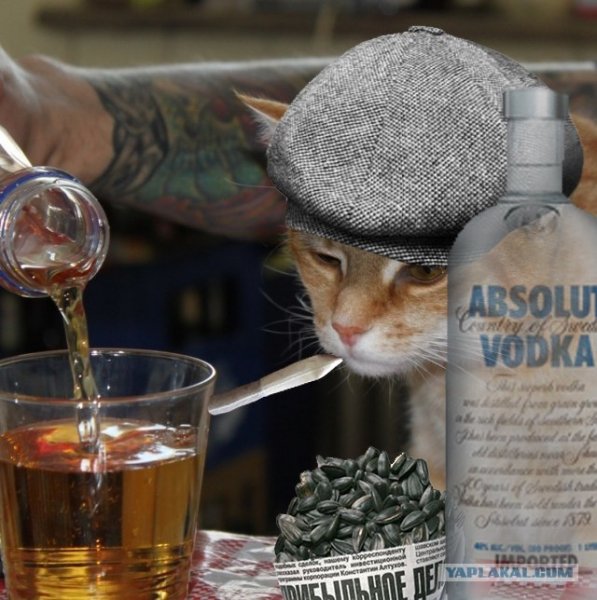 Наливай прикол