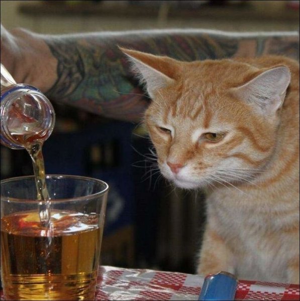 Пьющие коты