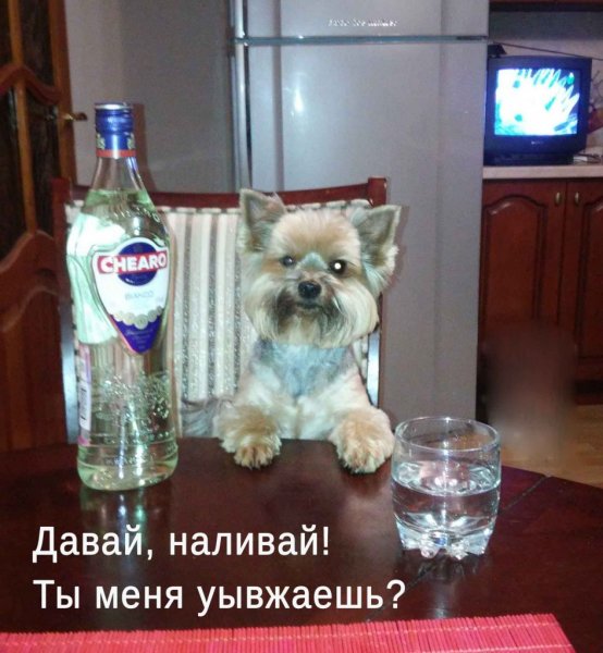Наливай прикол