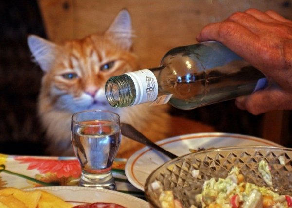 Кот бухает