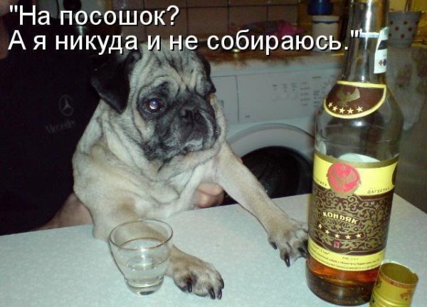 Наливай прикол
