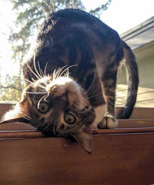 Смешные утренние коты