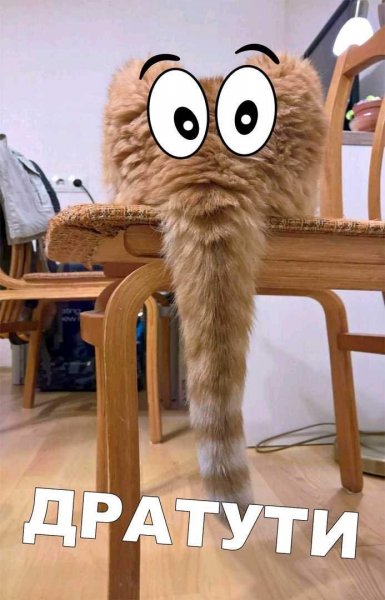 Дратути кот