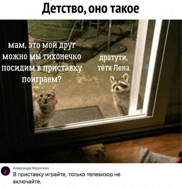 Дратути кот