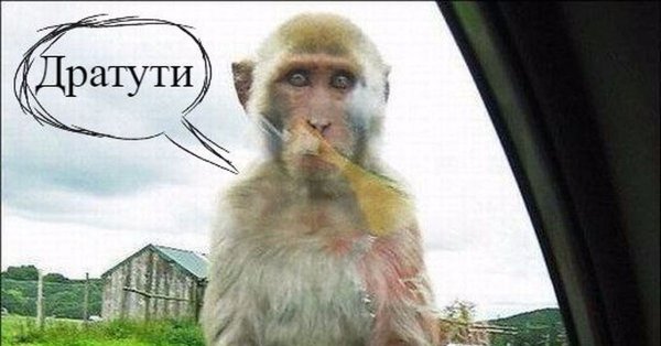 Дратути картинки