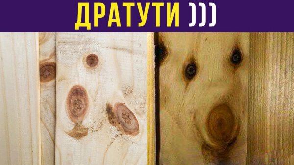 Дратути котик