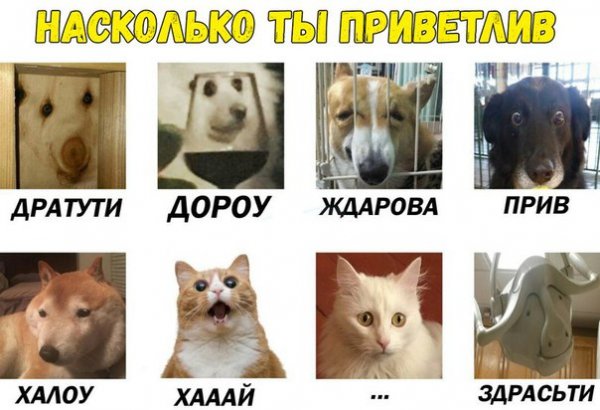 Дратути Мем кот