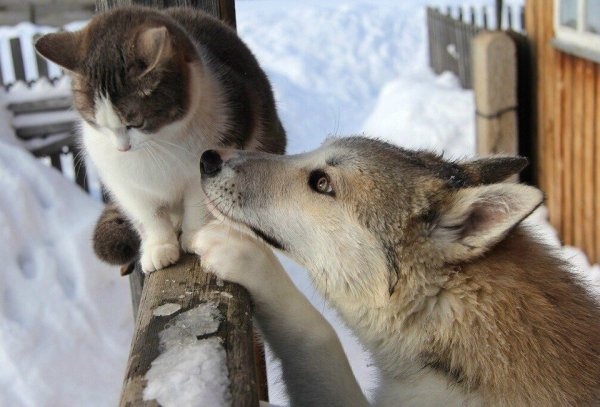 Кот Шрек глаза гиф