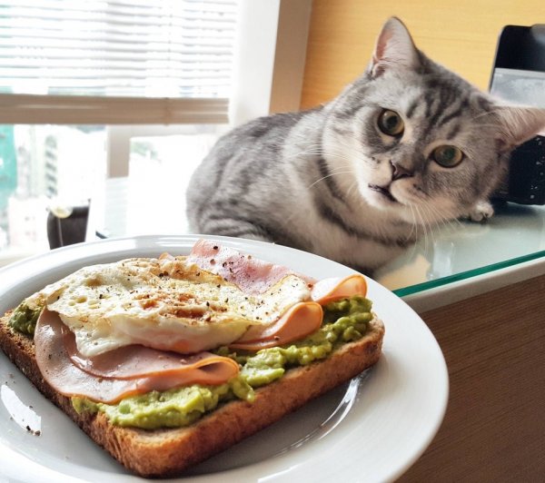 Кот обедает