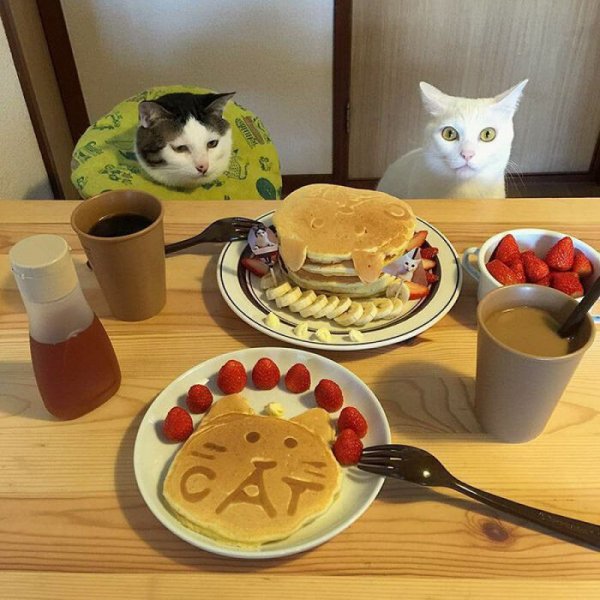 Еда для котят