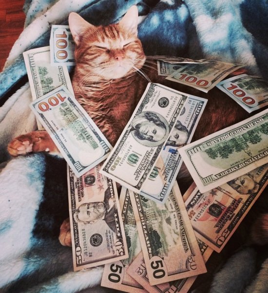 Богатые коты