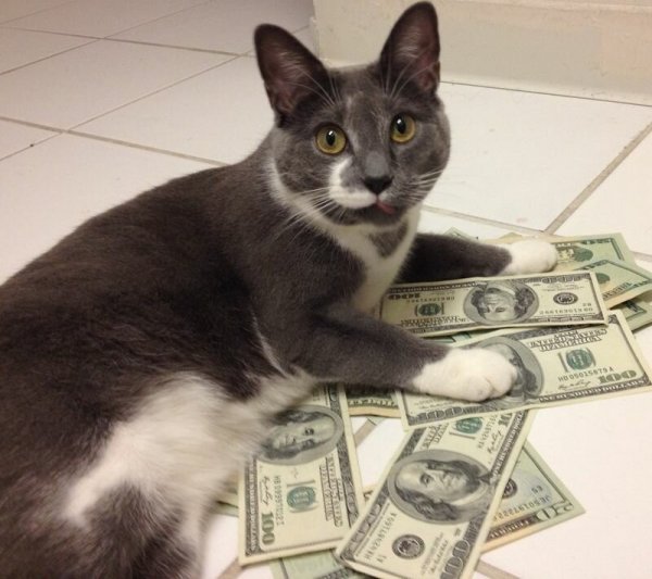Котейка с деньгами