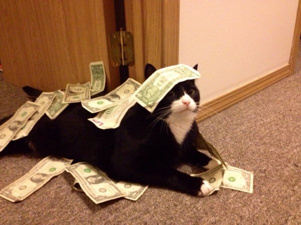Кот с кучей денег