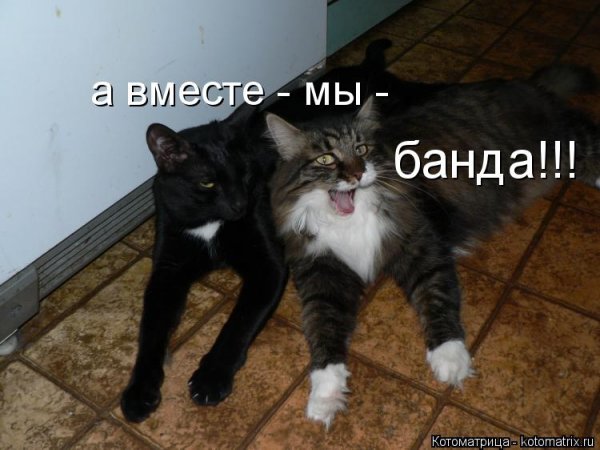 Мы банда