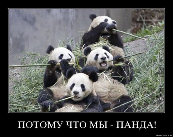 Потому что мы Панда