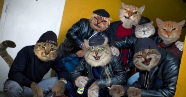Банда котов